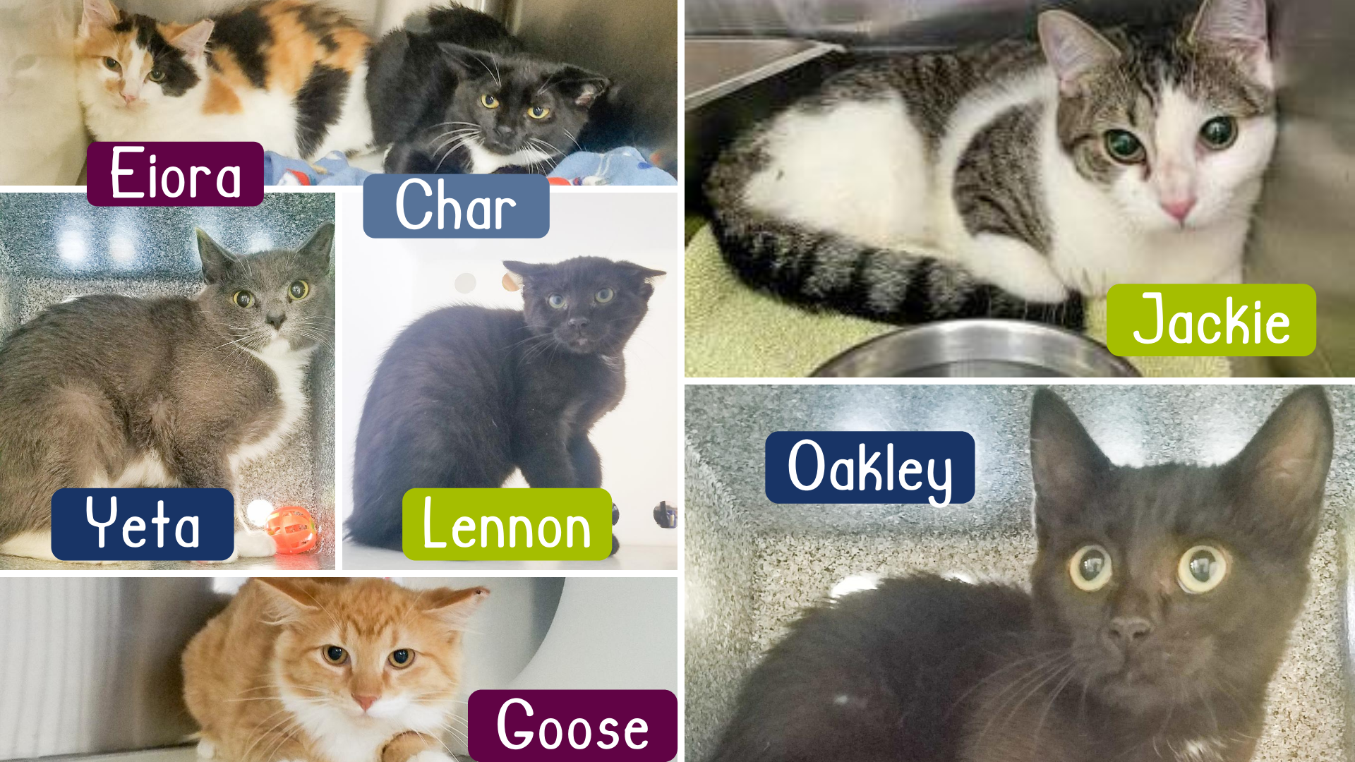 Barn Cats Available for Adoption!